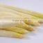 Canned White Asparagus Wholesale at Factory Price in Jar