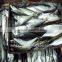 Frozen Pacific Mackerel in China