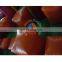 Inflatable water Obstacle Course for sale, Inflatable Obstacle Water Jumping Course ,Adult&Kids Obstacles Water Course