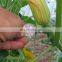 Pakistan 1.8x60m 20X20cm mesh cucumber plant support net