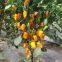 Fruit pepper seeds red yellow orange mini pepper vegetable seeds