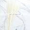 Wholesales Hot Sale Long Feather Phragmites Natural Flowers Dried Decorative White Pampas Grass Home Wedding Decoration