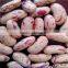 light speckled kidney beans factory price(long shape)