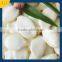 China Snow White Pumpkin Seeds