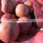 China New Corp Fresh Qinguan Apple
