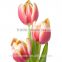 good quality cut fresh tulip flower to sale