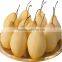 fresh ya pear&new crop&the most lowest price