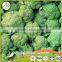 2017 China iqf frozen broccoli fresh green broccoli frozen broccoli broccoli powder