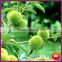 2015 New Crop Yanshan Chinese Harvesting Fresh Chestnuts