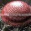Melocactus amoenus (Hoffm.) Preiff