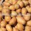 Holland Potato pack in mesh bag or carton