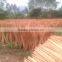 Natural Wood Stick for Planting Cucumber- Korea and Japan Market