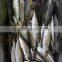 Hot sale Frozen horse mackerel new fish whole round fish