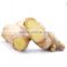 Chinese fresh Ginger with high quality