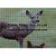 deer fence net&mesh deer fence netting deer field fence mesh (factory)