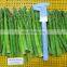 X ray Test ISO BRC A Certitified IQF Frozen Green Asparagus Spears Asparagus Whole
