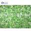 Good Quality Frozen Green Healthy Peeled Fava Broad Bean