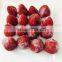 Sinocharm BRC-A Approved High Quality Strawberry IQF  Frozen Strawberry