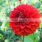 Beautiful best selling quality dahlia whole sale