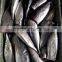 2015 frozen bonito HGT 300g+/pc for canned