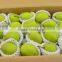 new China fresh Shingo pear price 10kg