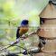 Hot sale Promotion bird cage wood bird house