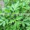 wholesale supply armoise mugwort essential oil