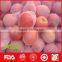 Chinese 2016 new crop fresh fuji apple with best price