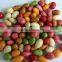 HAHAL BRC ISO Certification colorful sunflower Kernels NON-GMO,Rich in dietary fibres, good for Stomach YOUI GROUP health foods