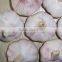 Fresh China garlic