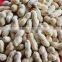 Monkey nuts/peanut in shell manufacturer from Shandong