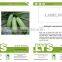 SQ05 Bisheng mid-early f1 hybrid squash seeds, stronger disease resistant