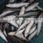 Fresh sardine for bait on sale