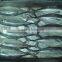 Horse Mackerel fish size 4/6