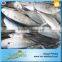 2015 Newly Fresh Seafood Lower Price Frozen Sarda Sea Fish