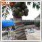 high sale supplier artificial artificial coconut palm tree for decoration