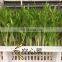 Hydroponic trays,Hydroponic fodder making machine for animal