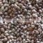 organic hemp seeds