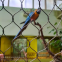 Premium Plain Dutch Weave 316 for Park and Zoo Enclosures