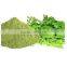 Premium Quality Moringa Leaf Powder Manufacturer
