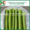 Fresh green radish for exporting
