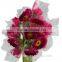 Hot sell gerbera plants gerbera flower with 0.6-0.8kg/bundle from Yunnan, China