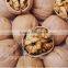 Supply with Chinese Whole Walnuts in Thin Shell with Different Sizes for Sales