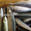 New caught whole round frozen mackerel 8-10pcs/kg