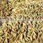 cumin seeds in syria