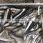 Frozen Anchovy (Engraulis Japonicus)