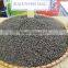 CLEAN BLACK PEPPER 550G/L (skype visimex08)