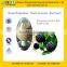 GMP Factory Supply Natural Eleutheroside B+E 0.8%