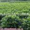 Evergreen Foliage Fagraea Ceilanicaof Outdoor Indoor Landscaping Decorative Ornamental Plants