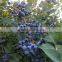 Iqf Blueberry frozen blueberry (Grade A) local in "Country of blueberry"